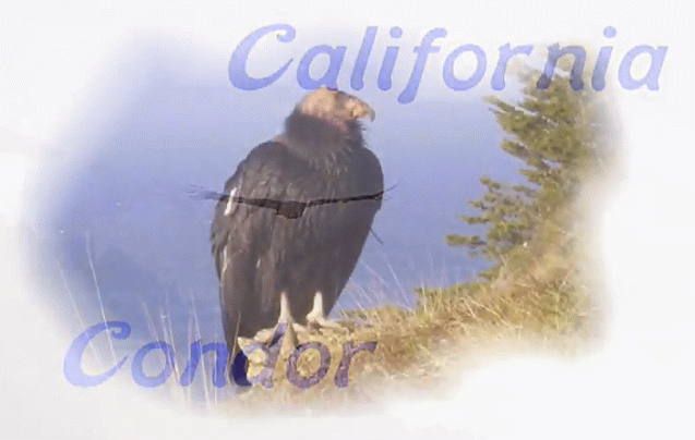 Condors in Flight-Big Sur (Director’s cut)