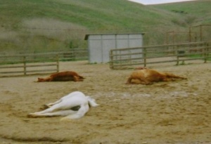 Horse sanctuary foreman fined for killing wild pigs