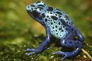 Weed Killer turns boy frogs into girls