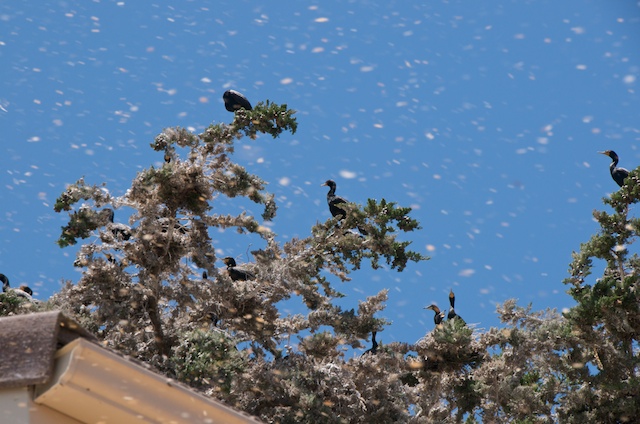 Shell Beach residents battling sea birds