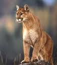Mountain lion killed in San Luis Obispo