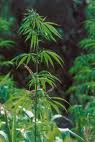 Pot farm destroyed, three arrested