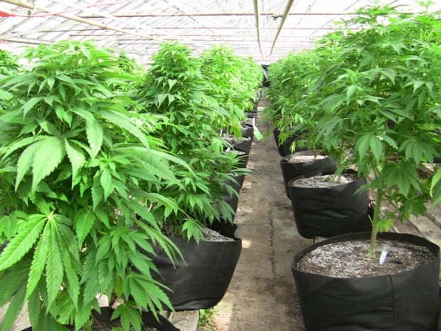 Speaker accuses SLO County of conflicts of interest in cannabis rules