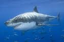 Record number of shark attacks on otters