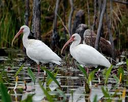 Mercury might cause homosexual behavior in birds