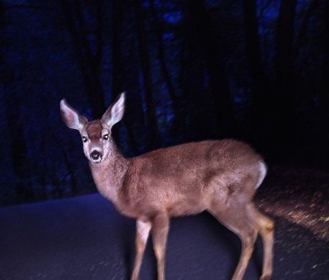 Sheriff patrol car collides with deer