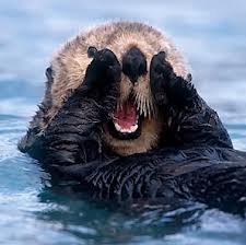 Scientists to test sea otters’ reaction to seismic tests
