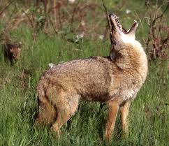 SLO residents upset over gun violence against coyote
