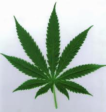 Five of SLO County’s “Doobie Dozen” sue the state