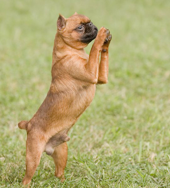 SLO woman’s dog wins best of breed at Westminster