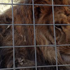 Lion kills California animal sanctuary intern