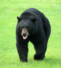 Bear at Morro Rock sends high school into lockdown