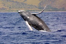 Whales nearly eat divers near Morro Bay