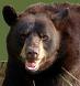 Black bear spotted in Avila Beach