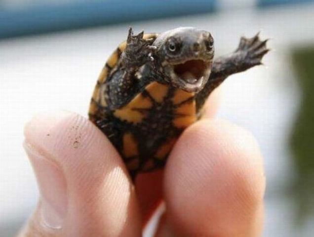 SLO County orders Mid State Fair to turn in its turtles