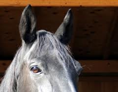 California man charged with sexually assaulting a horse
