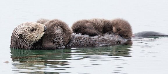 Reward offered in search for sea otter killer