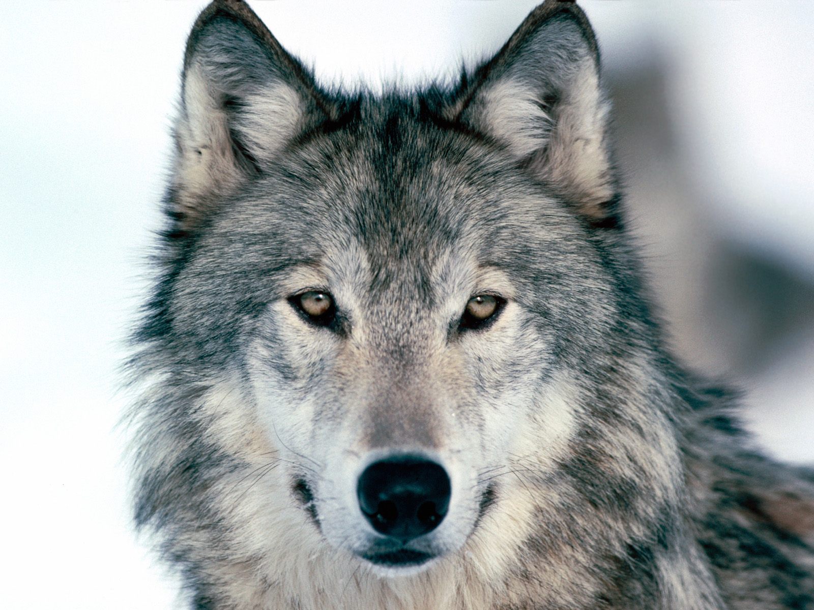 Rescue wolf on the loose in Paso Robles
