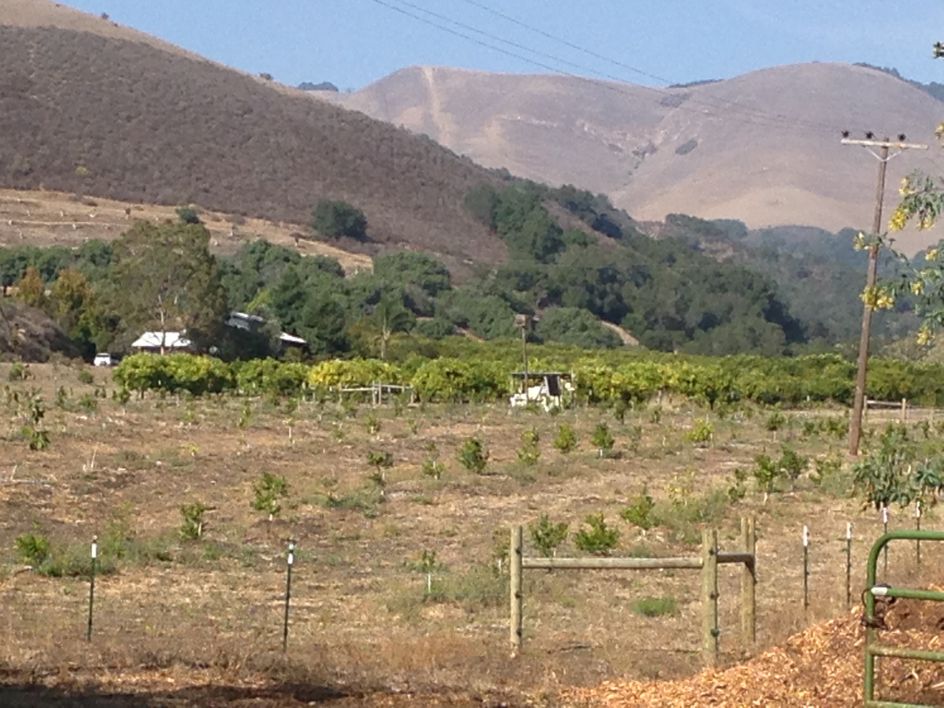 Gibson plants 500 trees while calling for ag moratorium