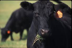Cattle theft on the rise in California