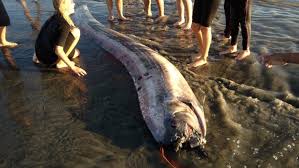Another sea serpent look-alike found on California beach