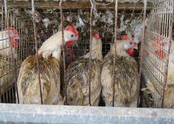 Missouri sues California over chicken coop law