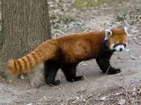 Red panda dies at Atascadero Zoo