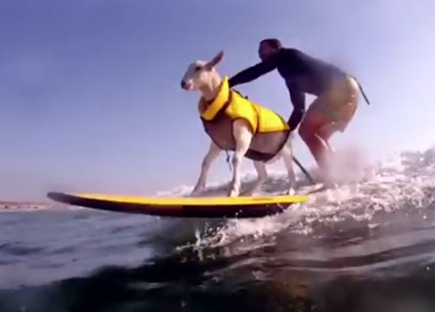 Will surfing goats storm Pismo Beach?