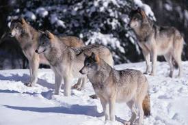 California deems gray wolves endangered species