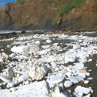 San Luis Obispo seeking Styrofoam container ban