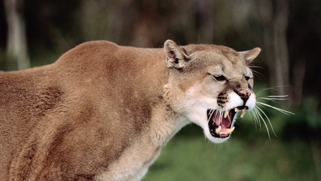 Mountain lion spotted in San Luis Obispo neighborhood