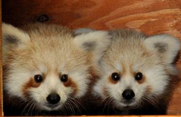 New red panda cubs at the Charles Paddock Zoo