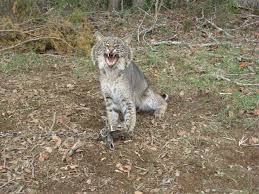 Emaciated bobcat attacks woman