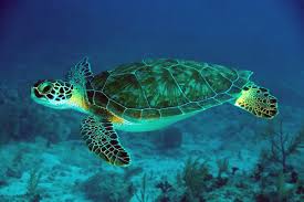 Warm ocean temperatures attract different species