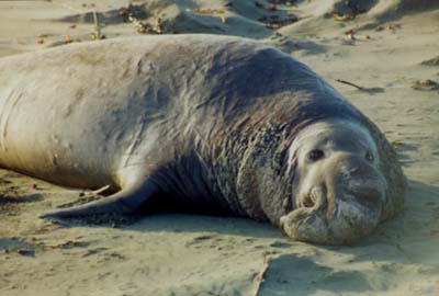 Elephant seals nap on boardwalk in San Simeon