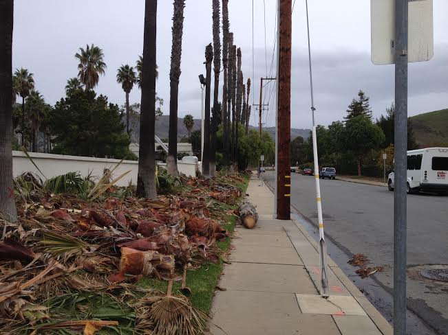 PG&E destroys 20 palm trees at The Graduate
