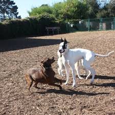 Arroyo Grande dog park needs more oversight