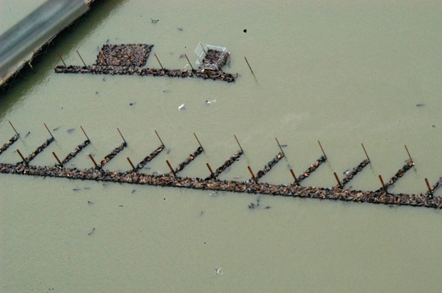 Voracious sea lions invade the Columbia River