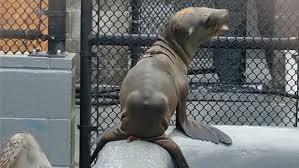Hundreds of California sea lions starving
