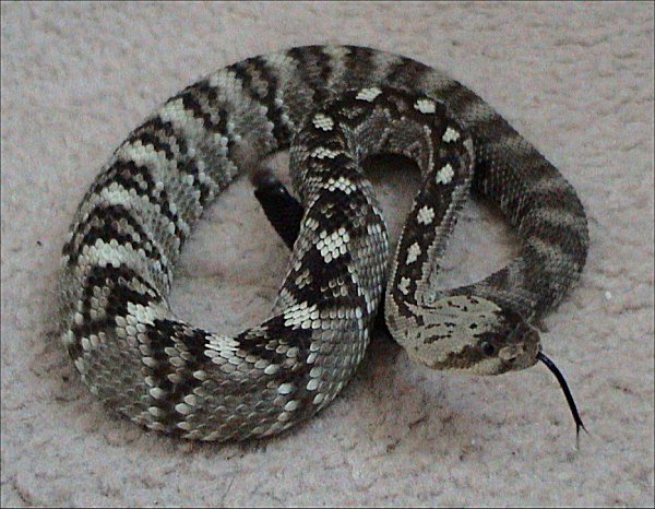 Rattlesnakes attack Northern California toddlers