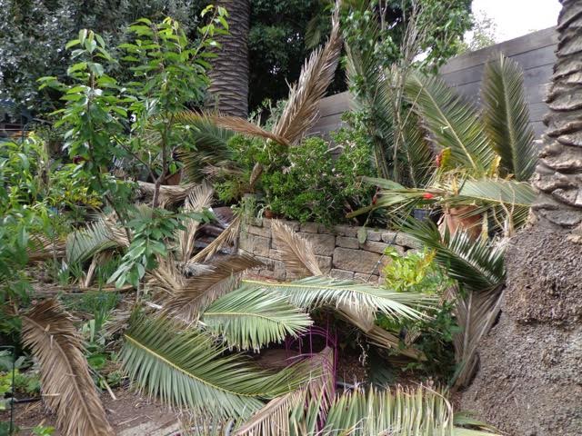 PG&E contractor trashes garden