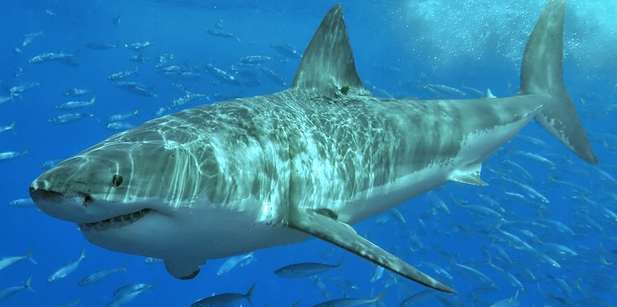 Great white spotted in Morro Bay Harbor, video