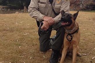 Police dog bites officer during wedding brawl