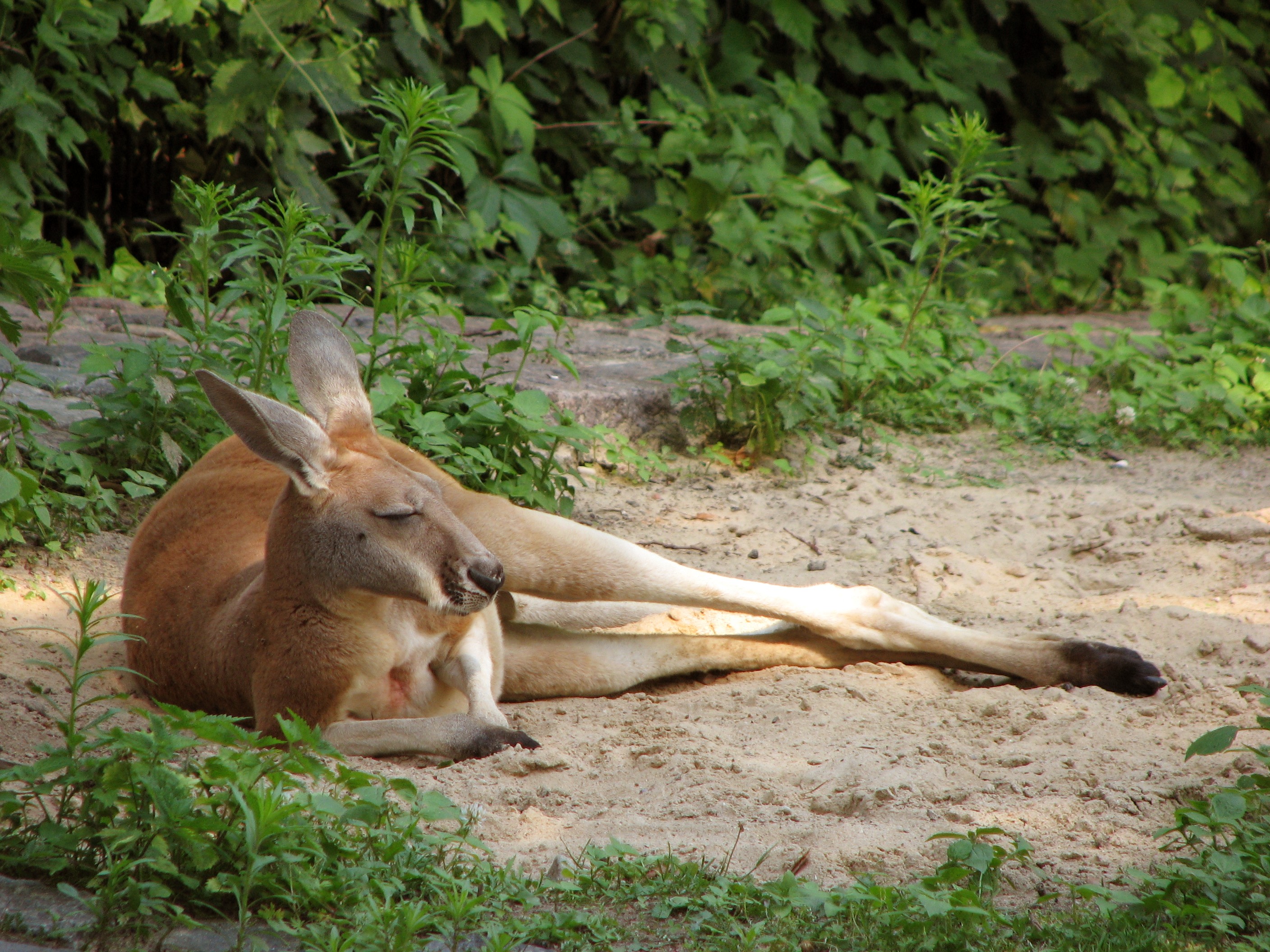 California ban on kangaroo imports returns