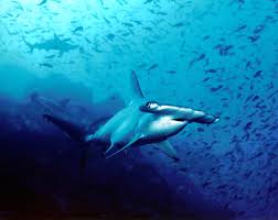 Shark bites kayaker’s foot