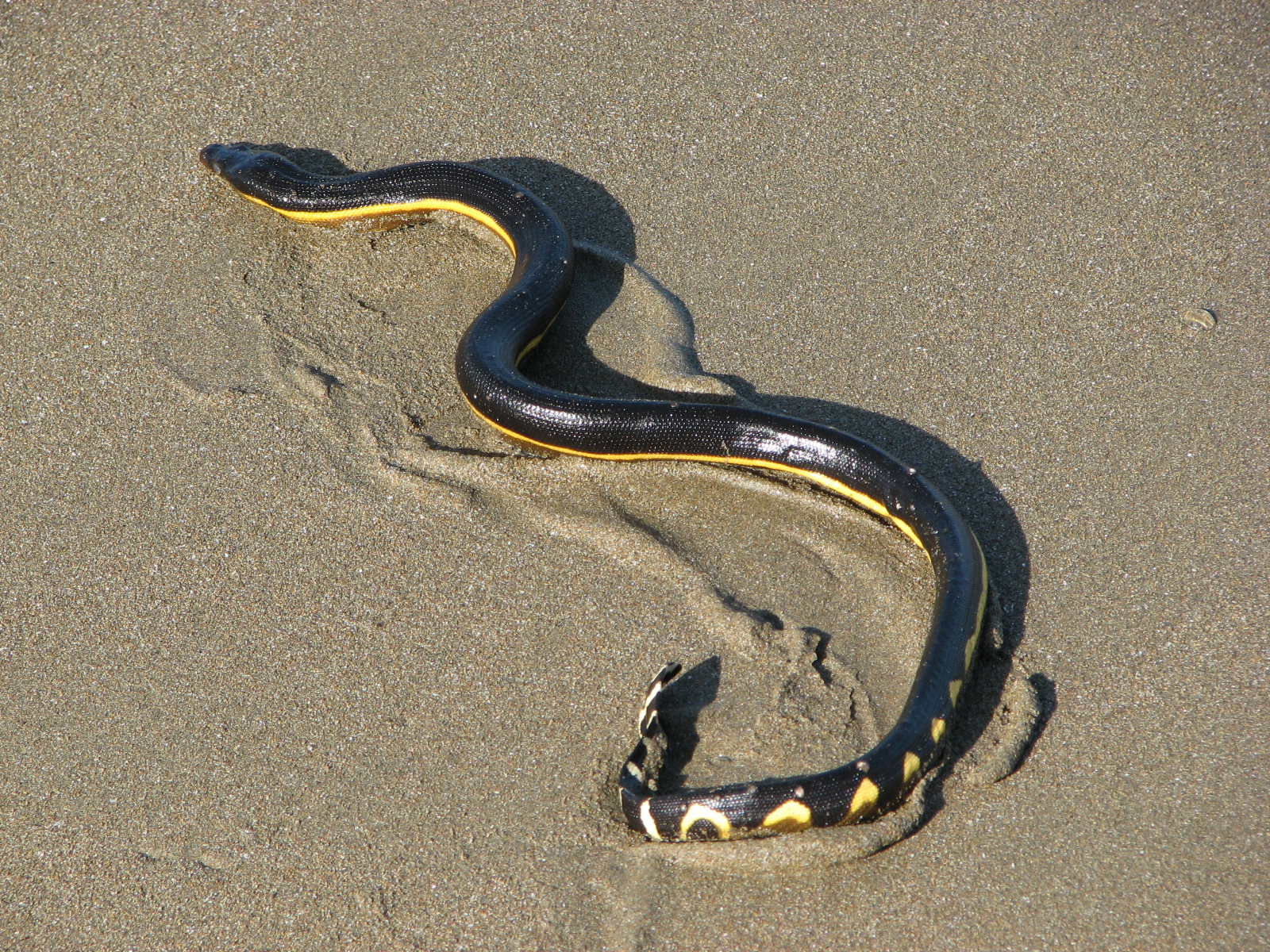 Venomous snakes hit Central California shores