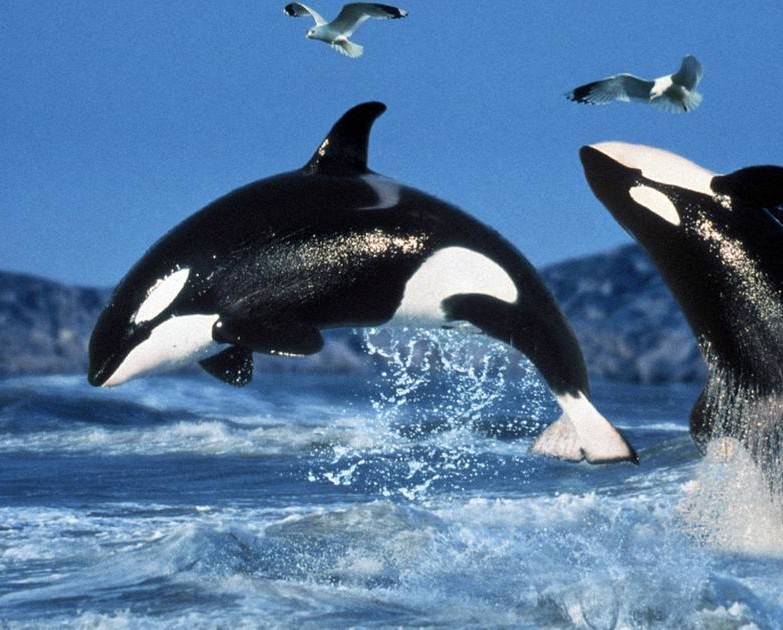 Coastal Commission seeking to limit whale captivity