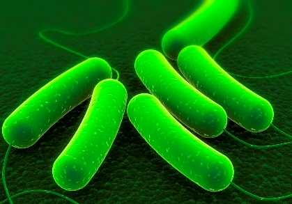E. coli found in Costco chicken salad
