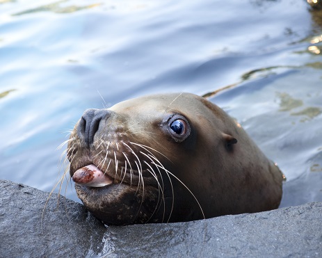 Brain damaged sea lions stranded on California beaches