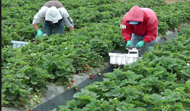 Phony attorney allegedly scammed Santa Maria farmworkers